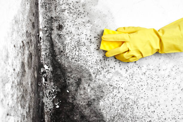 Best Commercial Mold Removal  in Bayshe, OR