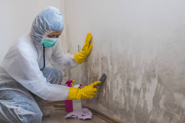 Best Affordable Mold Removal  in Bayshe, OR