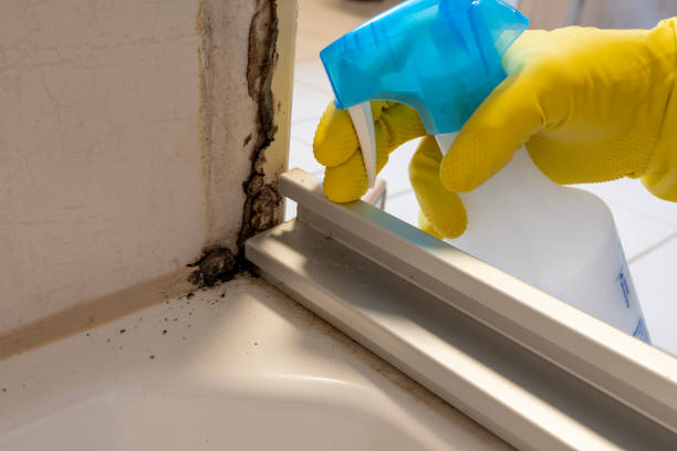 Best Crawl Space Mold Removal  in Bayshe, OR