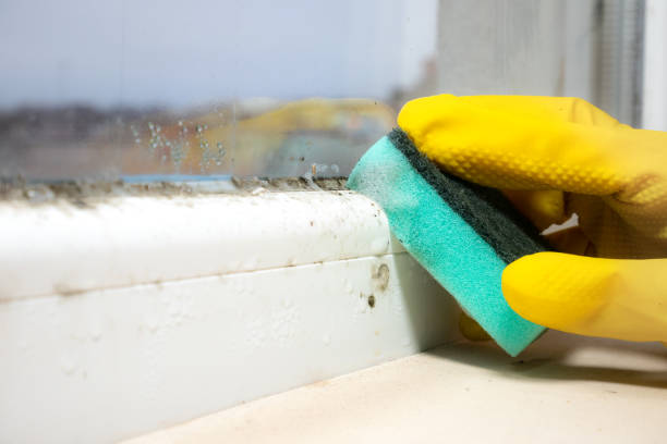 Best Toxic Mold Removal  in Bayshe, OR