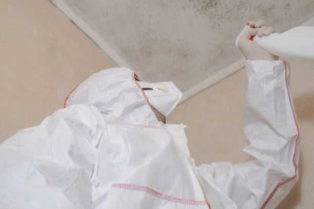 Best Professional Mold Removal  in Bayshe, OR