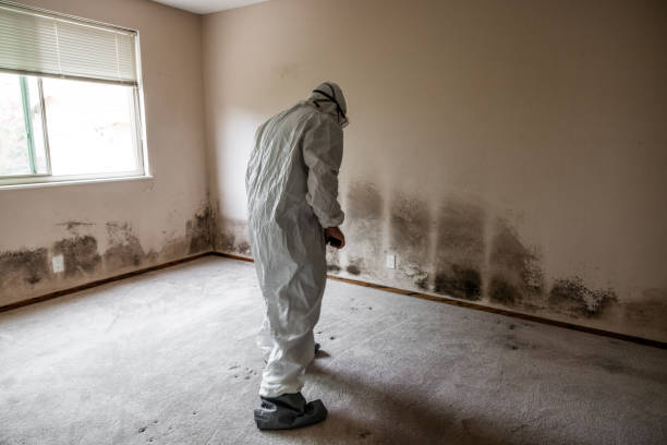 Best Mold Cleaning Services  in Bayshe, OR