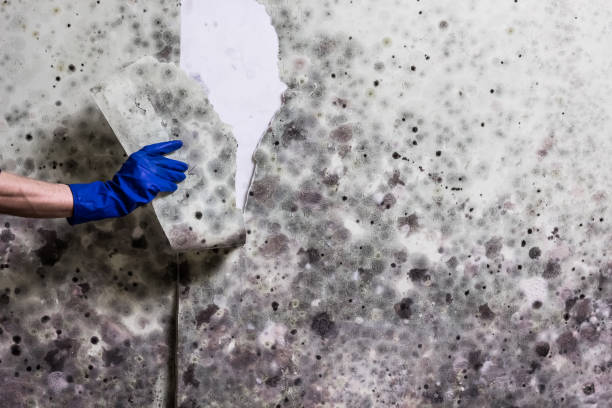 Best Mold Removal Company Near Me  in Bayshe, OR
