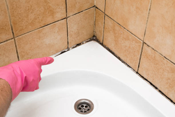 Best Attic Mold Removal  in Bayshe, OR