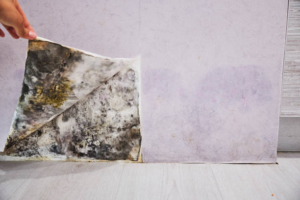 Best Emergency Mold Removal  in Bayshe, OR